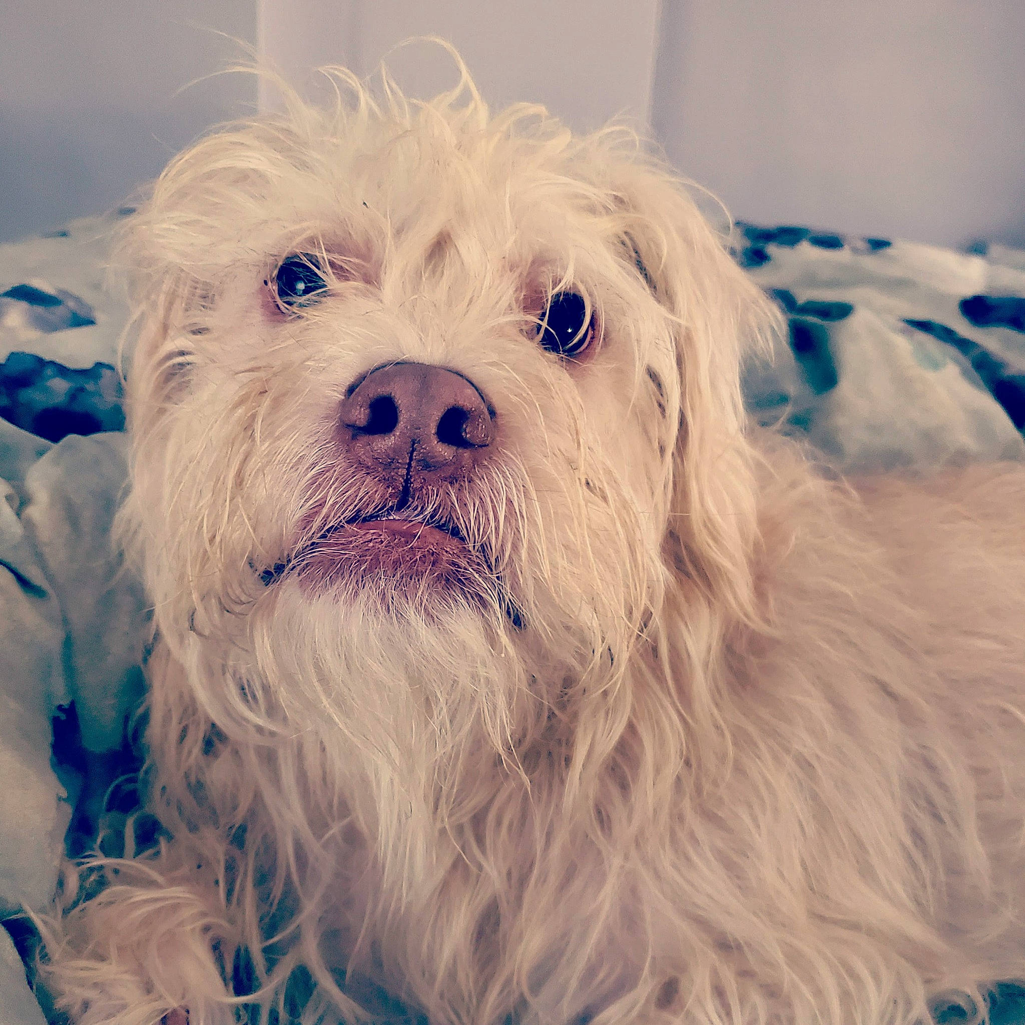 Vinnie is registered to the contest to win money with this photo: australian_terrier, biewer_terrier, canidae, carnivore, cloud, companion_dog, dog, dog_breed, dog_supply, fur, happy, maltepoo, puppy, puppy_love, small_terrier, sporting_group, terrier, toy_dog, whiskers, working_animal