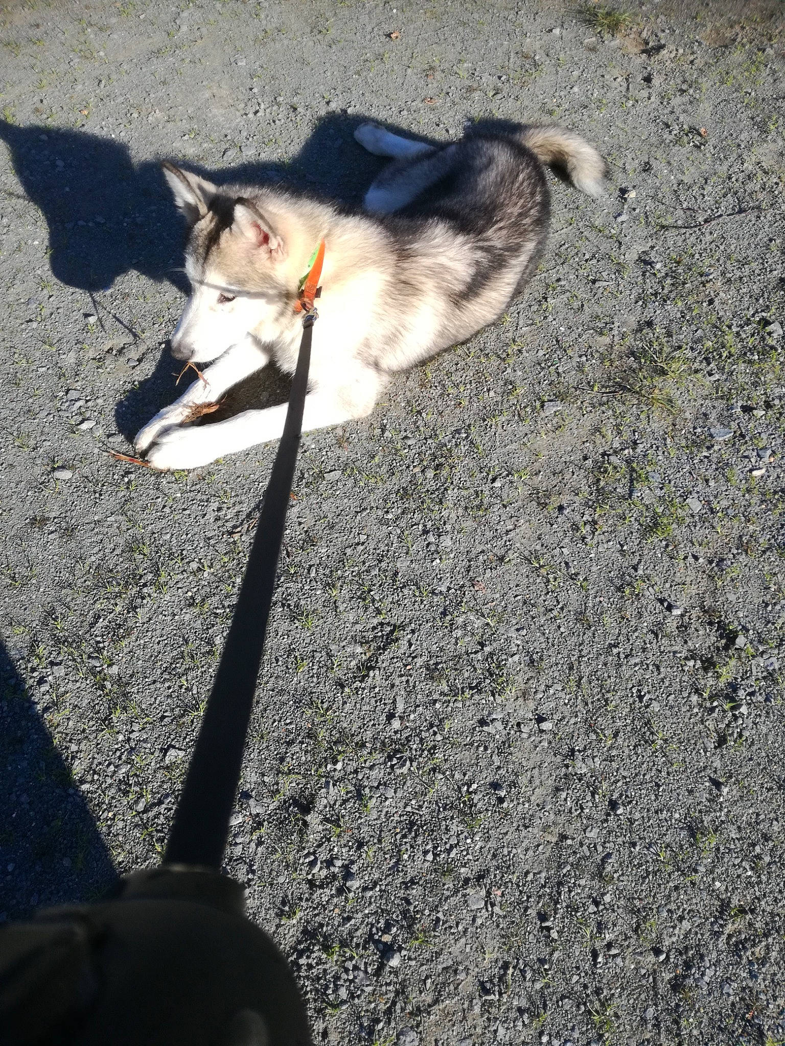 Alaska a rejoint le concours — aidez-le/la à gagner de superbes lots ! asphalt, canidae, carnivore, cat, dog_breed, felidae, fur, grass, human_leg, paw, road, road_surface, shadow, sidewalk, sitting, small_to_medium_sized_cats, soil, tail, tree, whiskers