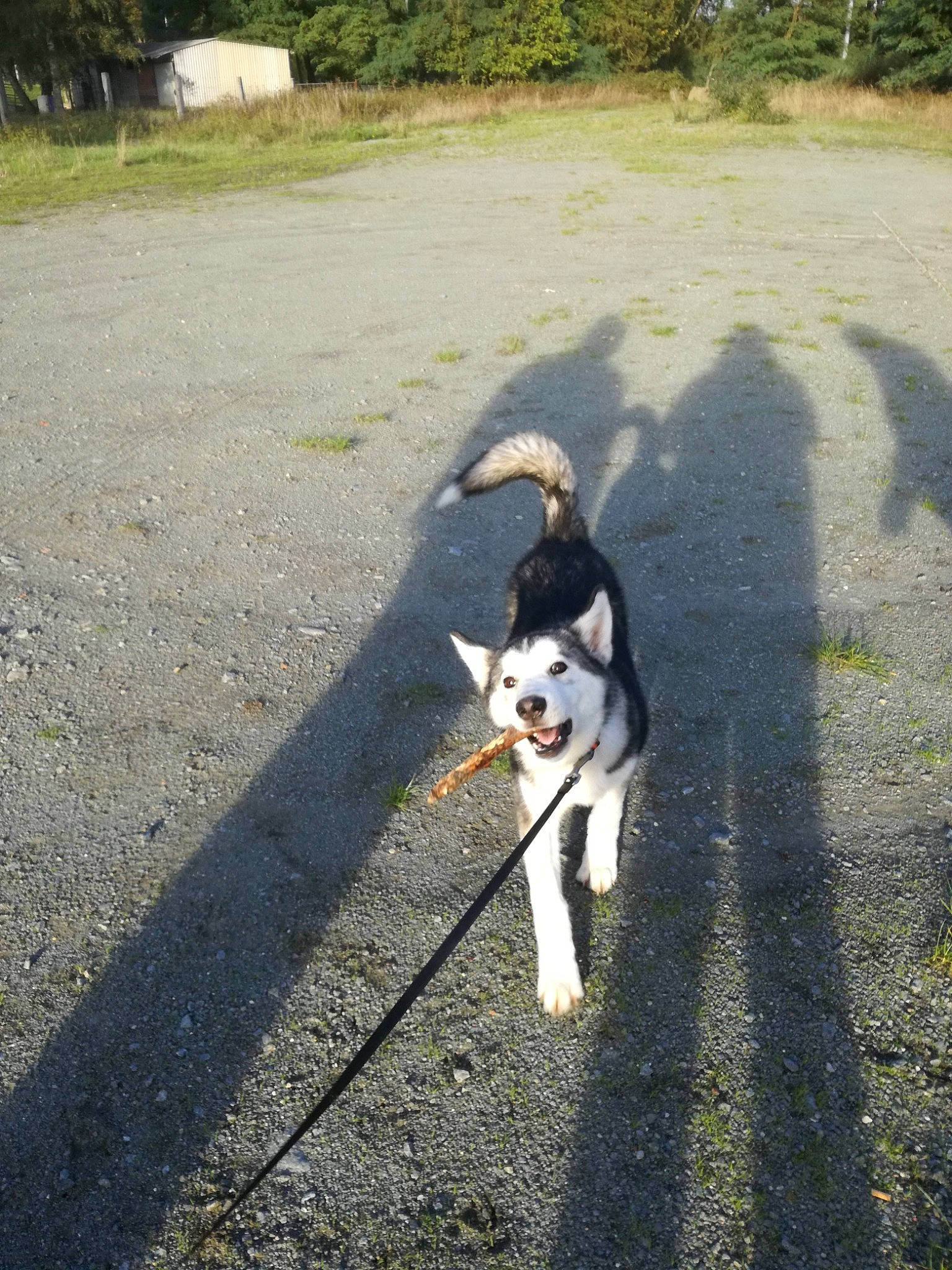 Alaska a rejoint le concours — aidez-le/la à gagner de superbes lots ! asphalt, canidae, carnivore, companion_dog, dog, dog_breed, dog_walking, fashion_accessory, grass, leash, pet_supply, plant, road, road_surface, shadow, sidewalk, sporting_group, tail, tar, working_dog