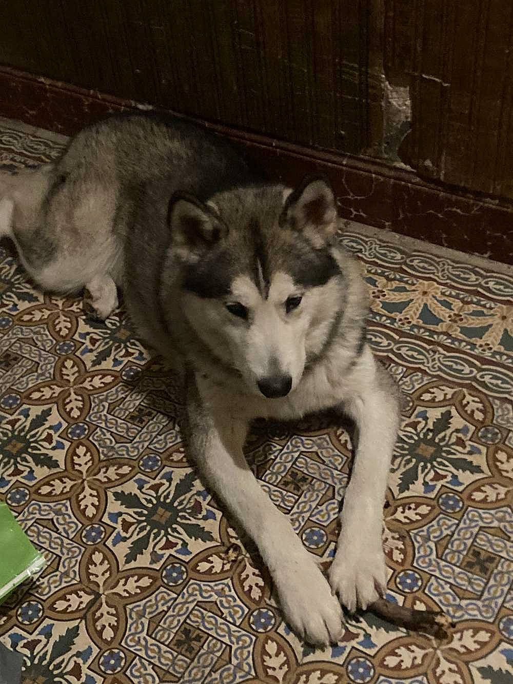 Alaska a rejoint le concours — aidez-le/la à gagner de superbes lots ! ancient_dog_breeds, canidae, canis, carnivore, dog, dog_breed, flooring, fur, sled_dog, snout, sporting_group, terrestrial_animal, wildlife, wolf, working_dog