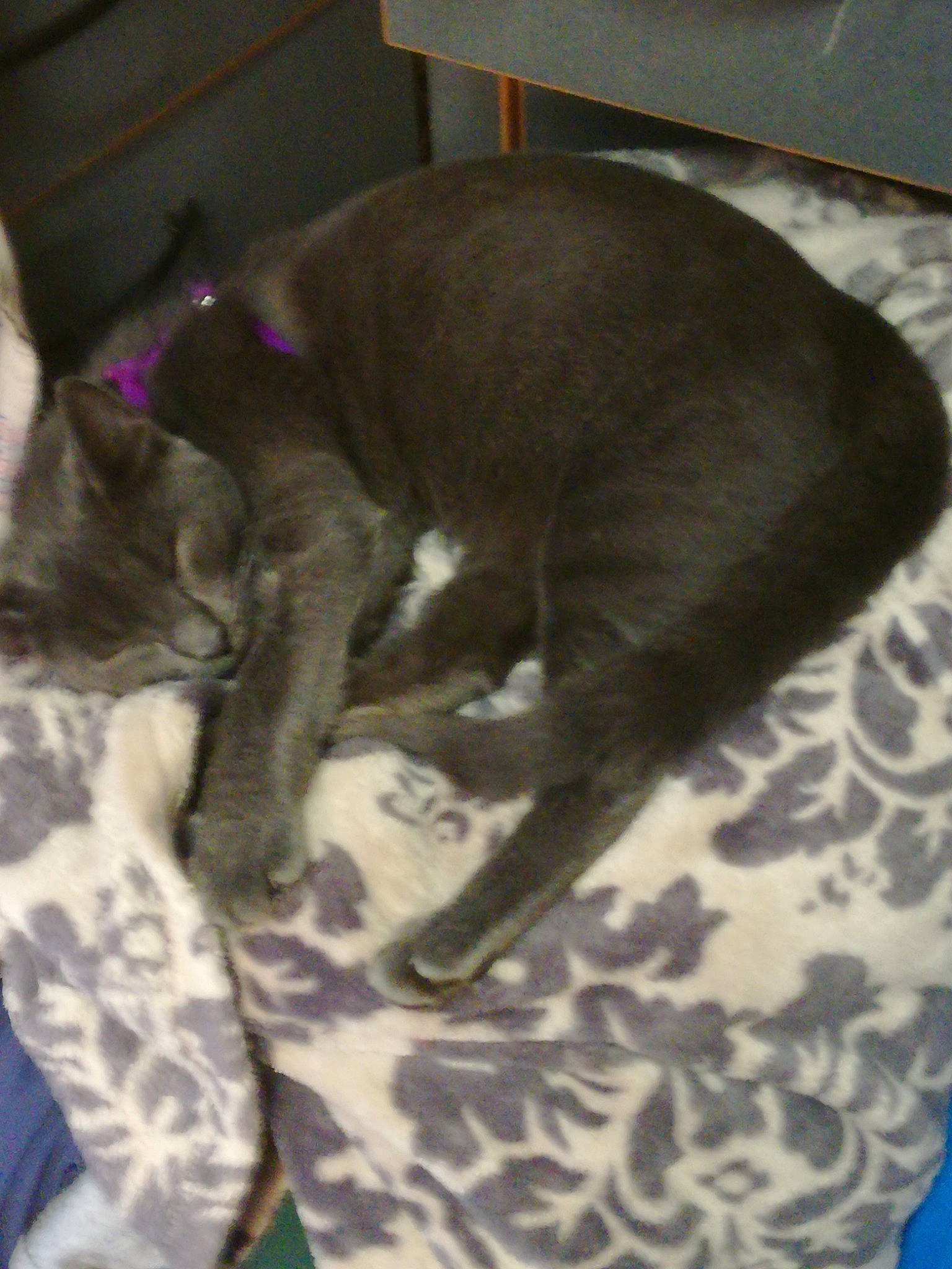 Yota a rejoint le concours — aidez-le/la à gagner de superbes lots ! canidae, carnivore, cat, claw, comfort, dog_breed, domestic_short_haired_cat, felidae, fur, liver, paw, pet_supply, small_to_medium_sized_cats, tail, terrestrial_animal, whiskers, working_animal