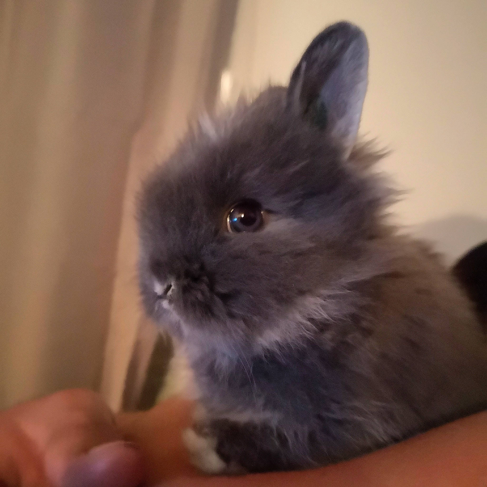 Pepette participe au concours pour gagner de l'argent avec cette photo : angora_rabbit, cat, domestic_rabbit, ear, eye, fawn, felidae, hare, iris, mammal, rabbit, rabbits_and_hares, skin, snout, vertebrate, whiskers