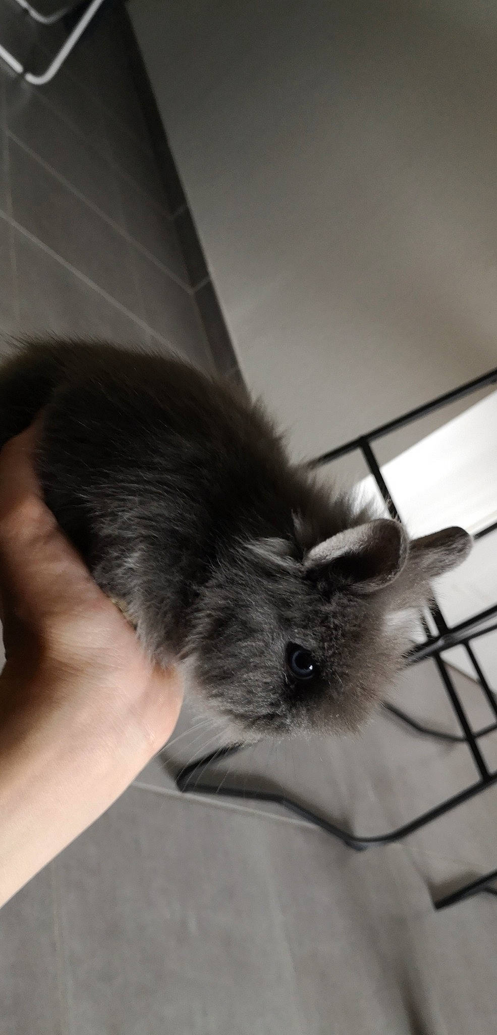 Pepette participe au concours pour gagner de l'argent avec cette photo : ear, rodent, snout, whiskers