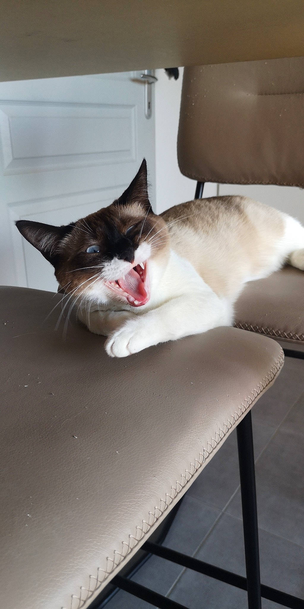 Alita a rejoint le concours — aidez-le/la à gagner de superbes lots ! aegean_cat, asian, carnivore, cat, domestic_short_haired_cat, fawn, felidae, furniture, kitten, nap, polydactyl_cat, singapura, small_to_medium_sized_cats, tail, whiskers