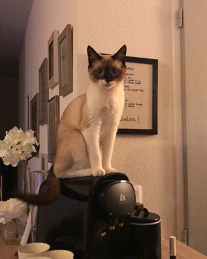 Alita a rejoint le concours — aidez-le/la à gagner de superbes lots ! asian, balinese, birman, burmese, carnivore, cat, colorpoint_shorthair, felidae, himalayan, interior_design, siamese, small_to_medium_sized_cats, snowshoe, tail, thai, tonkinese, whiskers