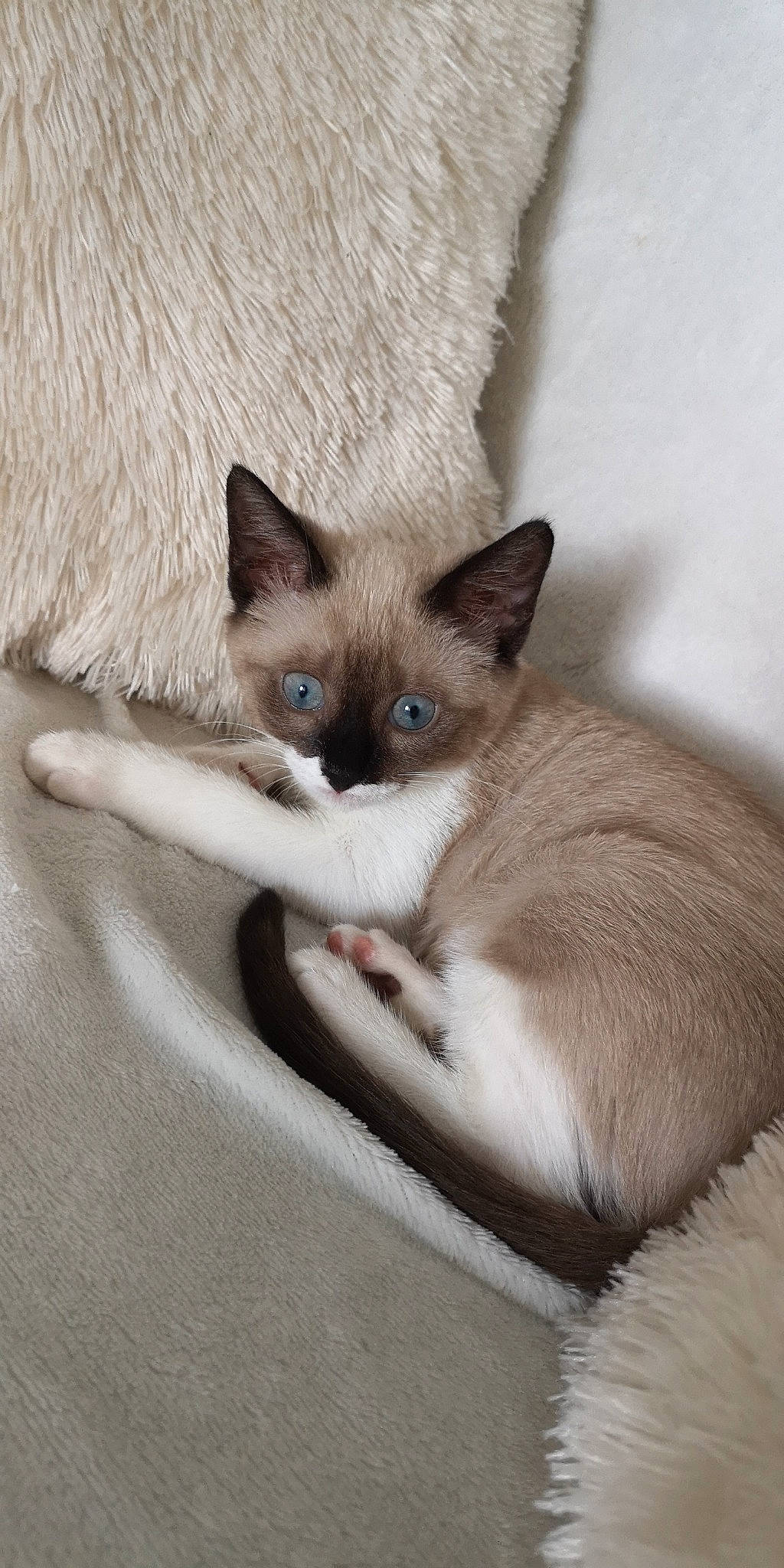 Alita participe au concours pour gagner de l'argent avec cette photo : asian, balinese, birman, burmese, carnivore, cat, colorpoint_shorthair, felidae, javanese, kitten, mammal, ojos_azules, ragdoll, siamese, small_to_medium_sized_cats, snowshoe, thai, tonkinese, vertebrate, whiskers
