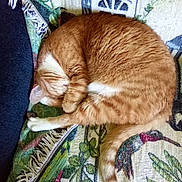 Halo is registered to the contest to win money with this photo: cat, orange_cat, sleeping, curled_up, blanket, patterned_blanket, indoor, pet, feline, tail, fur, resting, cozy, cute, domestic_cat, whiskers, paw, relaxed, animal, mammal