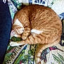 cat, orange_cat, sleeping, curled_up, blanket, patterned_blanket, indoor, pet, feline, tail, fur, resting, cozy, cute, domestic_cat, whiskers, paw, relaxed, animal, mammal