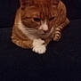 Halo joined the competition — help win amazing prizes! cat, ginger_cat, white_paws, resting, indoor, pet, feline, fur, whiskers, ears, tail, closeup, animal, mammal, cute, domestic_cat, relaxed, sitting, portrait, cozy