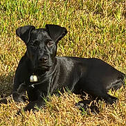 Beast joined the competition — help win amazing prizes! animal, bell, black_dog, canine, collar, daytime, dog, domestic_animal, field, fur, grass, lying_down, mammal, nature, one_animal, outdoor, pet, relaxed, summer, sunlight
