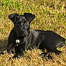 animal, bell, black_dog, canine, collar, daytime, dog, domestic_animal, field, fur, grass, lying_down, mammal, nature, one_animal, outdoor, pet, relaxed, summer, sunlight
