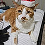 Crunch is registered to the contest to win money with this photo: cat, orange_cat, white_cat, pet, indoor, mattress, santa_hat, holiday, festive, gloves, fur, whiskers, ears, face, paws, bedroom, cozy, domestic_animal, animal, cute