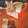 Tigrou participe au concours pour gagner de l'argent avec cette photo : cat, tabby_cat, cardboard_box, table, indoor, pet, feline, brown, striped, looking_at_camera, relaxed, domestic_animal, wooden_surface, household_items, clutter, sitting, paw, box, animal, curious