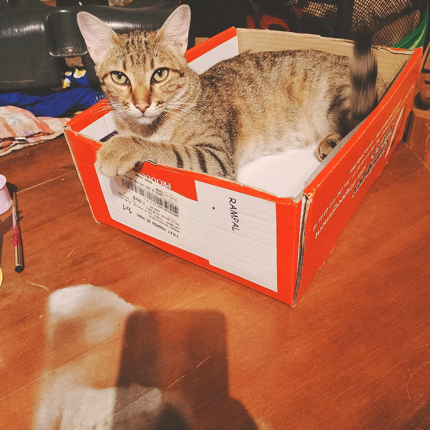 Tigrou participe au concours pour gagner de l'argent avec cette photo : animal, box, brown, cardboard_box, cat, clutter, curious, domestic_animal, feline, household_items, indoor, looking_at_camera, paw, pet, relaxed, sitting, striped, tabby_cat, table, wooden_surface