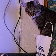 Tigrou a rejoint le concours — aidez-le/la à gagner de superbes lots ! cat, tabby, paper_bag, shelf, cordless_phone, wall, cable, indoor, pet, curious, feline, animal, portrait, looking, ears, whiskers, household_items, text, painting, lighting