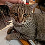 cat, tabby, petting, hand, table, indoor, person, phone, furniture, relaxed, closeup, animal, whiskers, ears, face, eyes, fur, domestic, resting, background