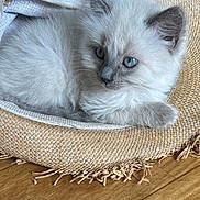 Sammie is registered to the contest to win money with this photo: animal, blue_eyes, cat, curious, cute, ears, feline, fluffy, fur, hat, indoor, kitten, pet, resting, small, straw_hat, whiskers, wooden_floor, woven, young