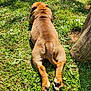 Aloa participe au concours pour gagner de l'argent avec cette photo : dog, grass, outdoor, sunlight, relaxing, pet, animal, nature, greenery, summer, canine, paw, tail, back_view, daylight, tree_trunk, flora, leaves, resting, peaceful