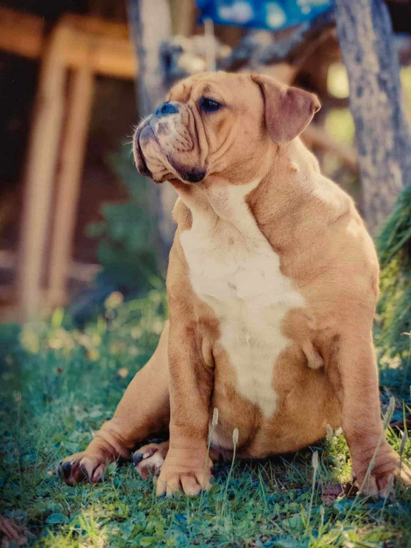 Aloa a rejoint le concours — aidez-le/la à gagner de superbes lots ! dog, bulldog, animal, pet, outdoor, grass, sitting, wrinkles, brown, white, cute, mammal, portrait, nature, canine, furry, paw, ears, snout, companion