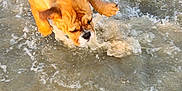Aloa participe au concours pour gagner de l'argent avec cette photo : dog, puppy, bulldog, water, ocean, beach, splashing, legs, person, shorts, playful, wet, sand, outdoor, summer, fun, animal, canine, shallow_water, movement
