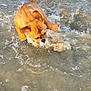 dog, puppy, bulldog, water, ocean, beach, splashing, legs, person, shorts, playful, wet, sand, outdoor, summer, fun, animal, canine, shallow_water, movement