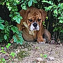 Aloa participe au concours pour gagner de l'argent avec cette photo : puppy, dog, brown_dog, leafy_bushes, green_leaves, outdoor, nature, dirt, shade, pet, young_dog, animal, cute, fur, snout, ears, paws, resting, quiet, calm