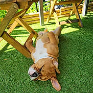 Aloa participe au concours pour gagner de l'argent avec cette photo : dog, sleeping, grass, outdoor, sunlight, wooden_chair, garden, pet, relaxing, brown_dog, canine, nature, daylight, shade, peaceful, animal, summer, resting, lawn, furniture