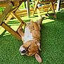 dog, sleeping, grass, outdoor, sunlight, wooden_chair, garden, pet, relaxing, brown_dog, canine, nature, daylight, shade, peaceful, animal, summer, resting, lawn, furniture