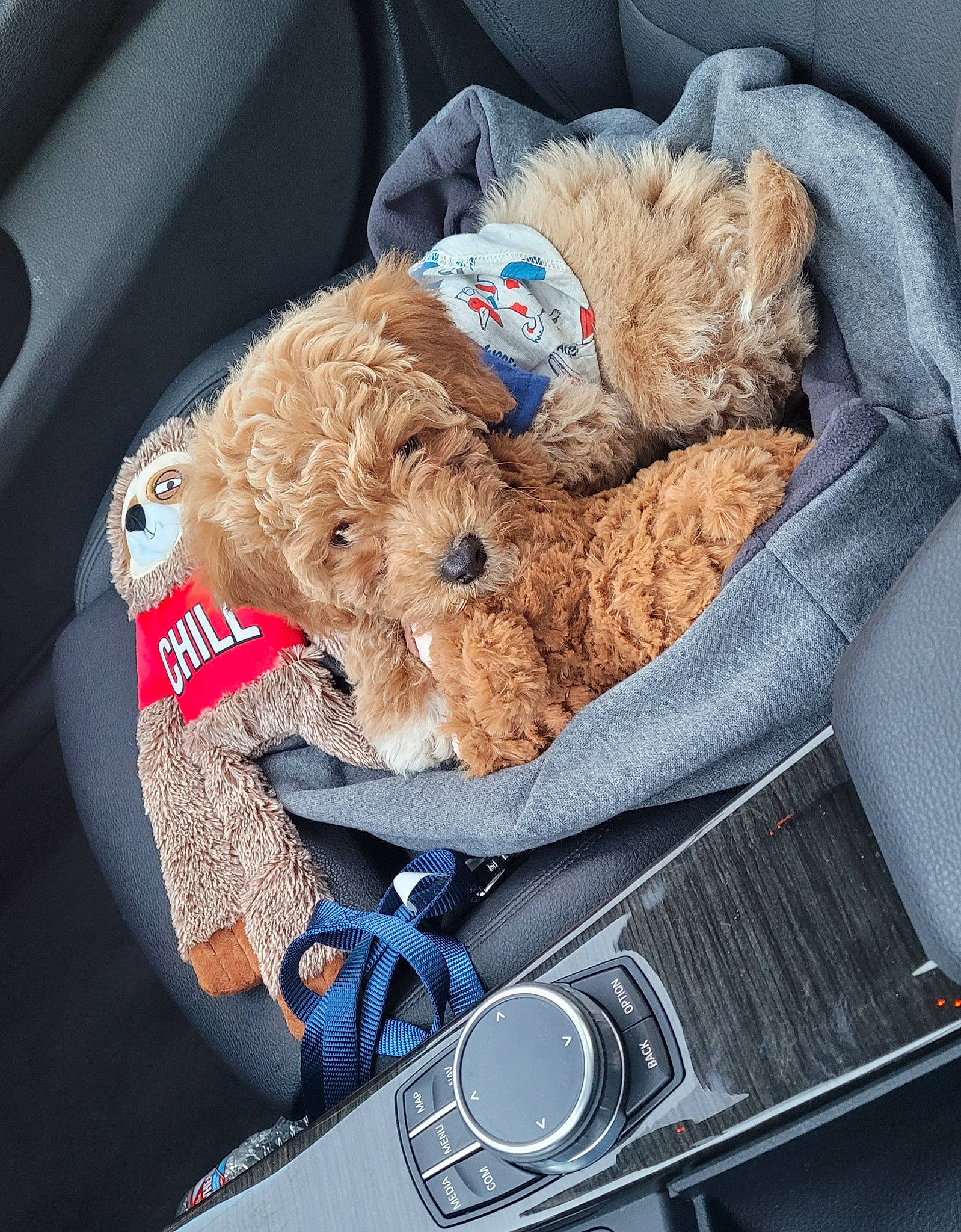 Loui is registered to the contest to win money with this photo: auto_part, bag, car, car_seat, car_seat_cover, carnivore, comfort, companion_dog, hood, luggage_and_bags, mammal, motor_vehicle, stuffed_toy, teddy_bear, textile, toy, trunk, vehicle, vehicle_door, vertebrate