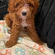 Dior is registered to the contest to win money with this photo: puppy, dog, curly_fur, brown_fur, white_markings, blanket, paw_prints, cozy, cute, pet, animal, indoor, fur, sitting, young_dog, adorable, companion, soft_texture, black_background, comfort