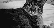 Minouchette a rejoint le concours — aidez-le/la à gagner de superbes lots ! animal, bed, black_and_white, blanket, cat, closeup, cozy, cute, ears, eyes, feline, fur, indoor, pet, portrait, relaxed, sleepy, soft, tabby, whiskers