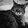 animal, bed, black_and_white, blanket, cat, closeup, cozy, cute, ears, eyes, feline, fur, indoor, pet, portrait, relaxed, sleepy, soft, tabby, whiskers
