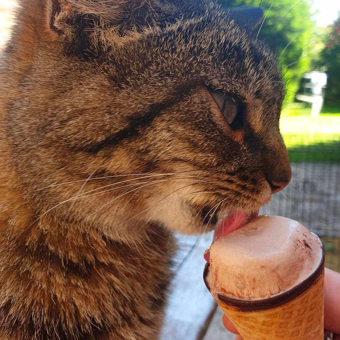 Minouchette