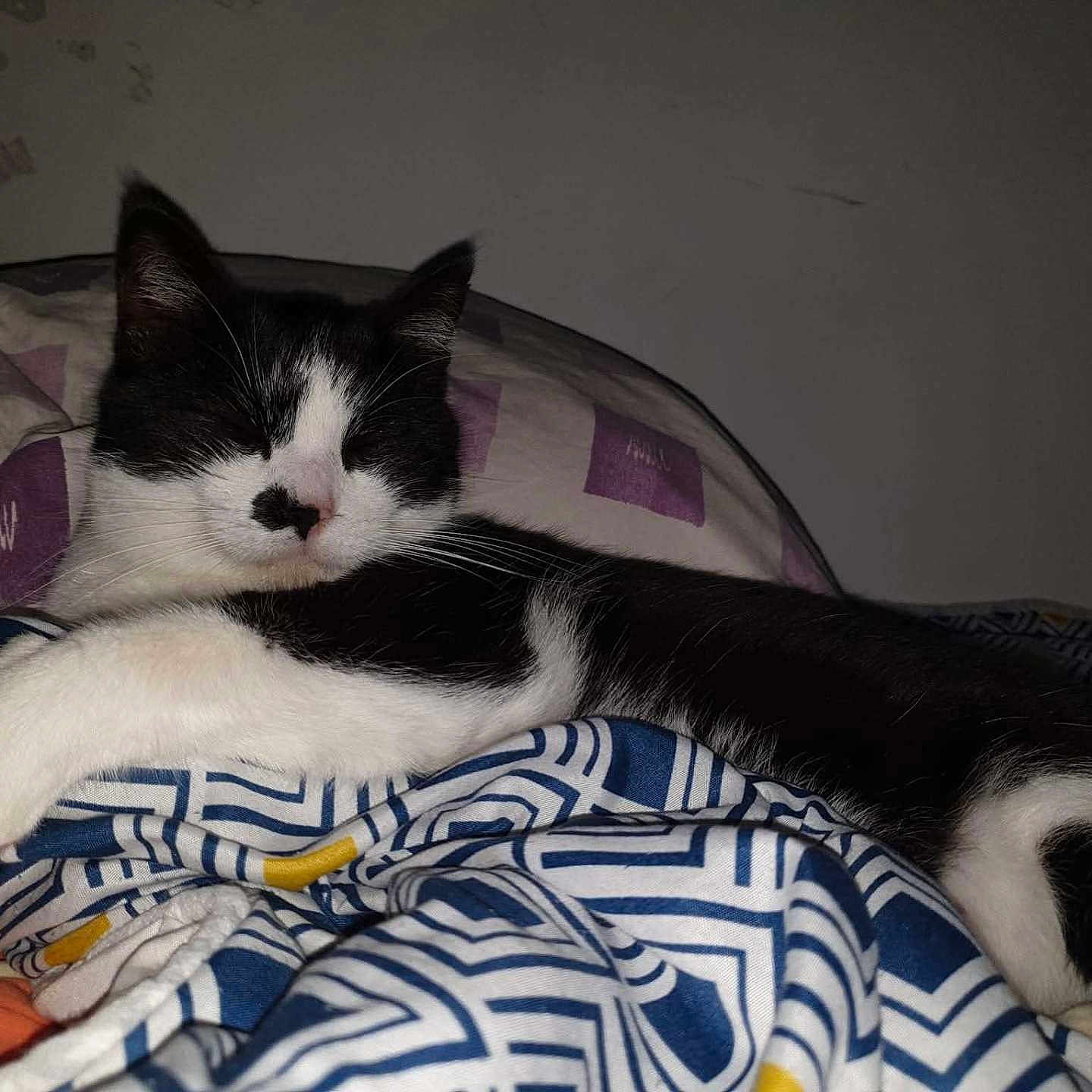 Figaro
