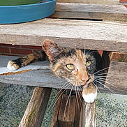 Freja participe au concours pour gagner de l'argent avec cette photo : animal, brick_wall, calico, cat, close_up, curious, floor, fur, nature, outdoor, paw, pet, plant_pot, playful, resting, texture, whiskers, wood, wooden_pallet, yellow_eyes