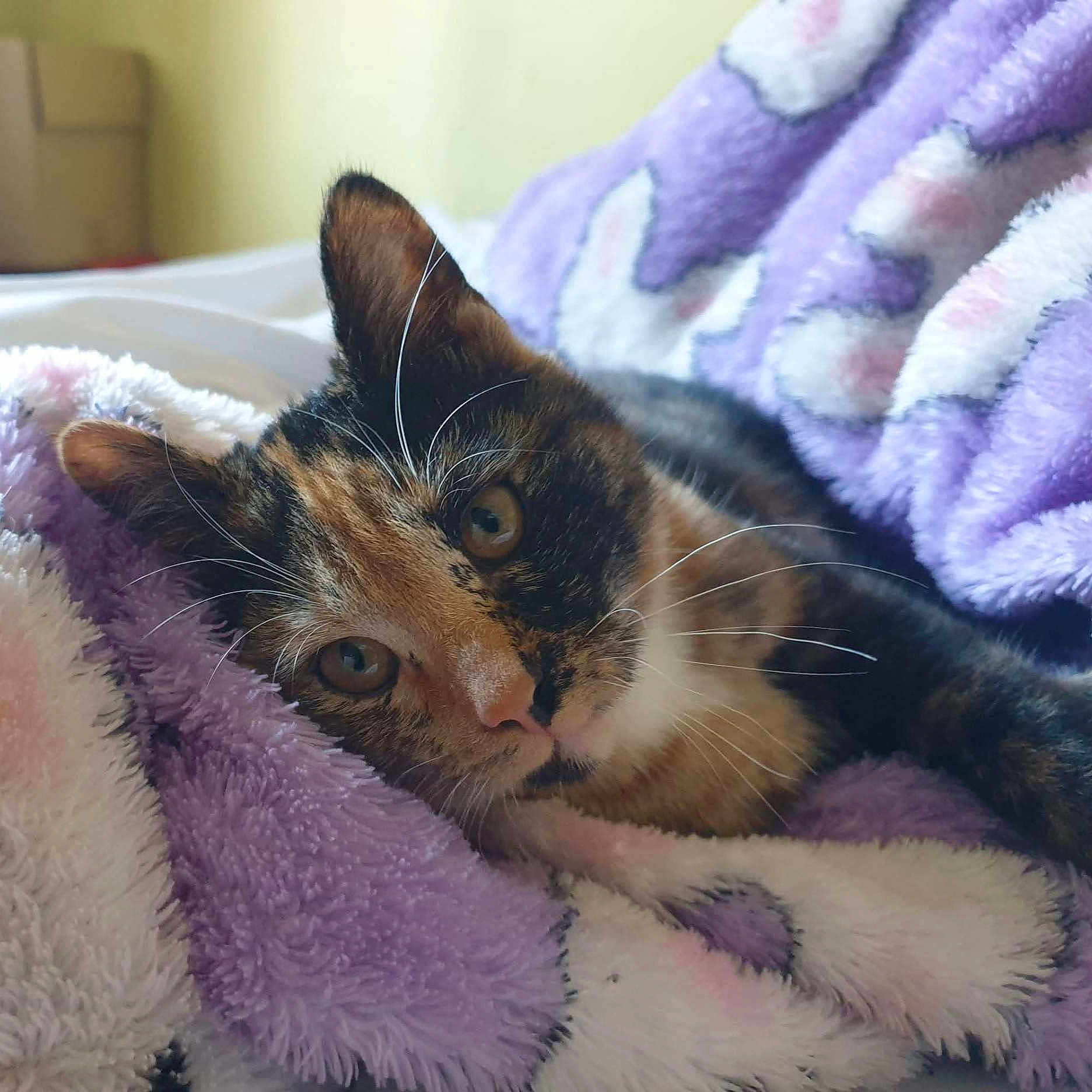 Freja
