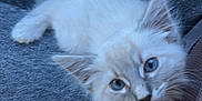 Gus is registered to the contest to win money with this photo: kitten, cat, white_fur, blue_eyes, pet, animal, feline, cute, fluffy, young, domestic, indoor, resting, comfort, person, clothing, pants, close_up, looking, soft