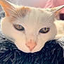 Mamoune participe au concours pour gagner de l'argent avec cette photo : animal, cat, close_up, cozy, cute, ears, feline, fur, fuzzy_surface, indoor, pet, pink_nose, portrait, relaxed, resting, sleepy, soft_light, sunlight, whiskers, white_cat