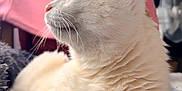 Mamoune participe au concours pour gagner de l'argent avec cette photo : blanket, cat, closeup, cozy, ear, feline, fluffy, fur, home, indoor, natural_light, pet, pink_background, profile_view, relaxed, resting, soft_texture, whiskers, white_cat, window