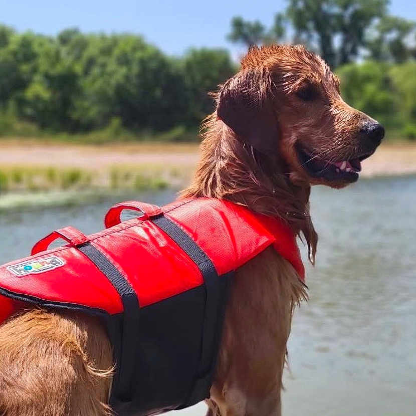 Waller joined the competition — help win amazing prizes! dog, golden_retriever, life_jacket, water, lake, outdoor, nature, wet_fur, summer, canine, pet, animal, greenery, sky, sunlight, side_view, happy, adventure, water_safety, daytime