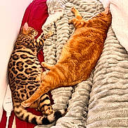 Athena participe au concours pour gagner de l'argent avec cette photo : cat, sleeping, bed, blanket, orange_cat, spotted_cat, tabby, cozy, paw, fur, resting, indoor, domestic, pets, feline, cuddle, warm, texture, comfort, napping