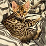 Athena participe au concours pour gagner de l'argent avec cette photo : cat, spotted, feline, pet, animal, bed, blanket, striped, fur, whiskers, ears, tail, resting, indoor, cozy, curious, young, cute, patterned, comfort