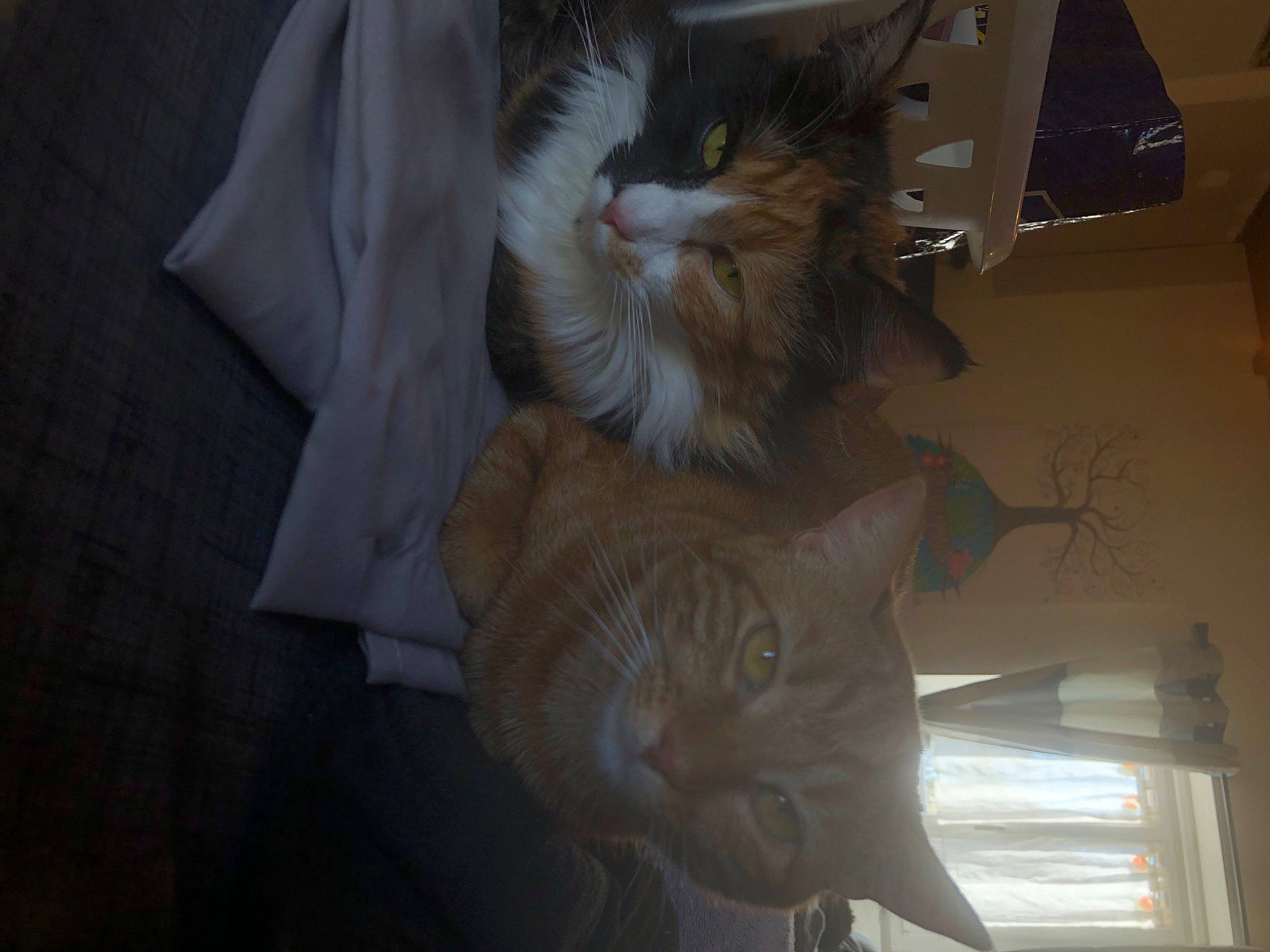 Rosie a rejoint le concours — aidez-le/la à gagner de superbes lots ! box, cardboard, carnivore, carton, cat, comfort, domestic_short_haired_cat, fawn, felidae, fur, grey, hardwood, packaging_and_labeling, shipping_box, small_to_medium_sized_cats, snout, tail, whiskers, window, wood