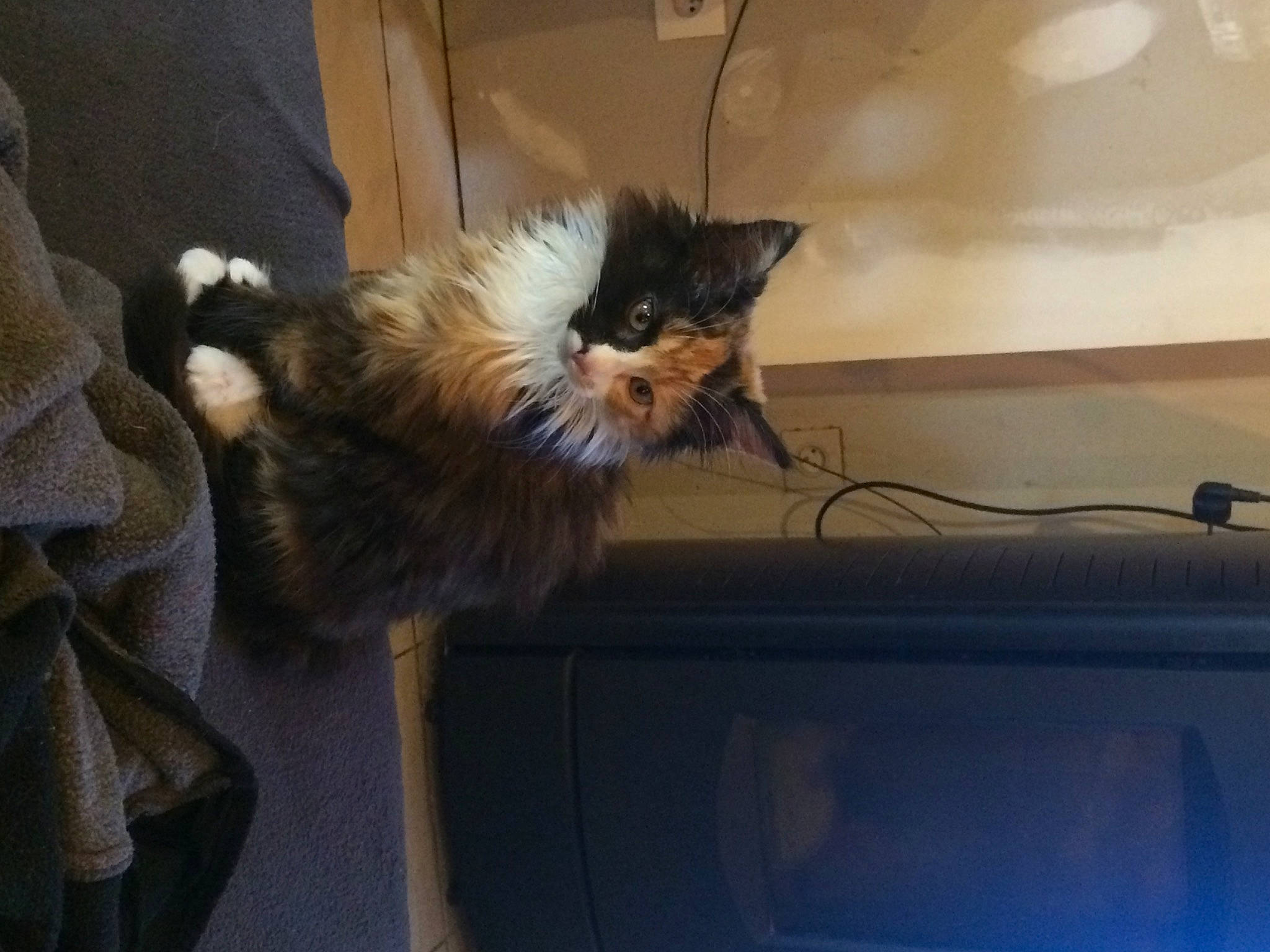 Rosie a rejoint le concours — aidez-le/la à gagner de superbes lots ! canidae, carnivore, cat, claw, comfort, dog_breed, fawn, felidae, fur, natural_material, small_to_medium_sized_cats, snout, tail, terrestrial_animal, tints_and_shades, whiskers, window, wood