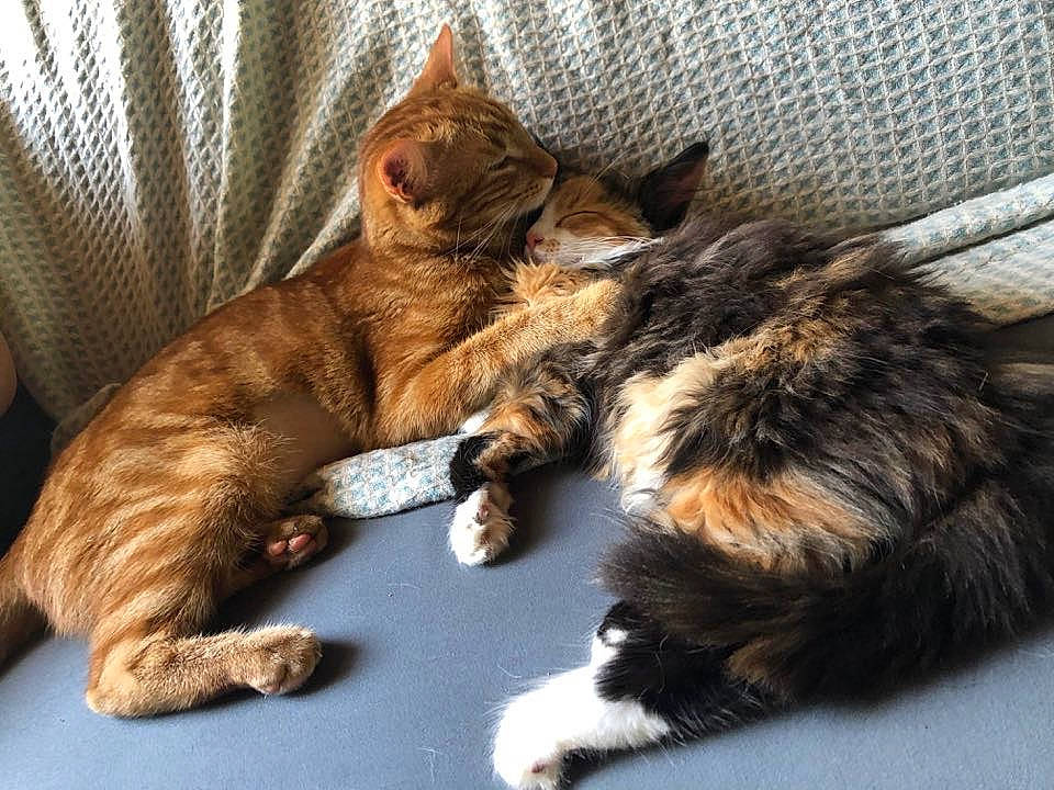 Rosie a rejoint le concours — aidez-le/la à gagner de superbes lots ! carnivore, cat, claw, comfort, domestic_short_haired_cat, felidae, foot, fur, nap, paw, sleep, small_to_medium_sized_cats, snout, tail, terrestrial_animal, whiskers