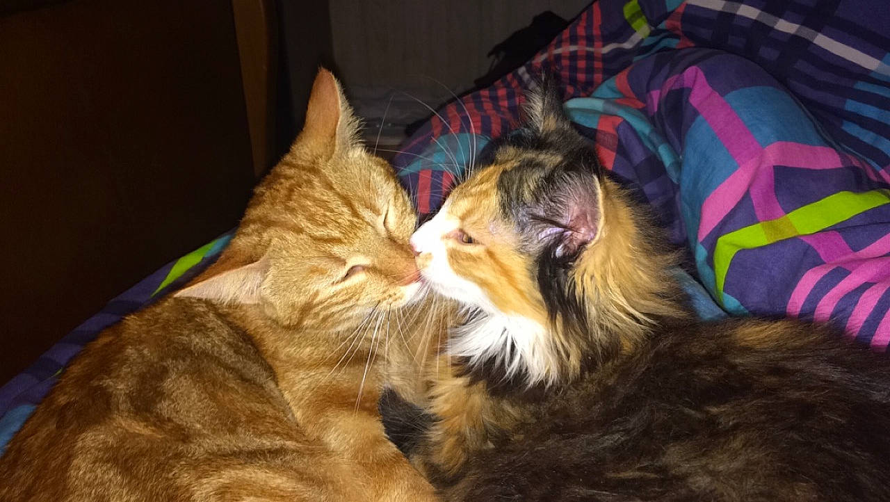 Rosie a rejoint le concours — aidez-le/la à gagner de superbes lots ! bed, carnivore, cat, claw, comfort, couch, domestic_short_haired_cat, eye, fawn, felidae, fur, lap, nap, paw, plaid, small_to_medium_sized_cats, snout, tail, tartan, whiskers