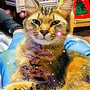 Chloe is registered to the contest to win money with this photo: cat, tabby_cat, pet, animal, indoor, christmas_stockings, holiday_decor, chair, pillow, festive, relaxing, lap, furniture, cozy, feline, whiskers, ears, paint_effect, lights, background