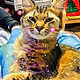 cat, tabby_cat, pet, animal, indoor, christmas_stockings, holiday_decor, chair, pillow, festive, relaxing, lap, furniture, cozy, feline, whiskers, ears, paint_effect, lights, background