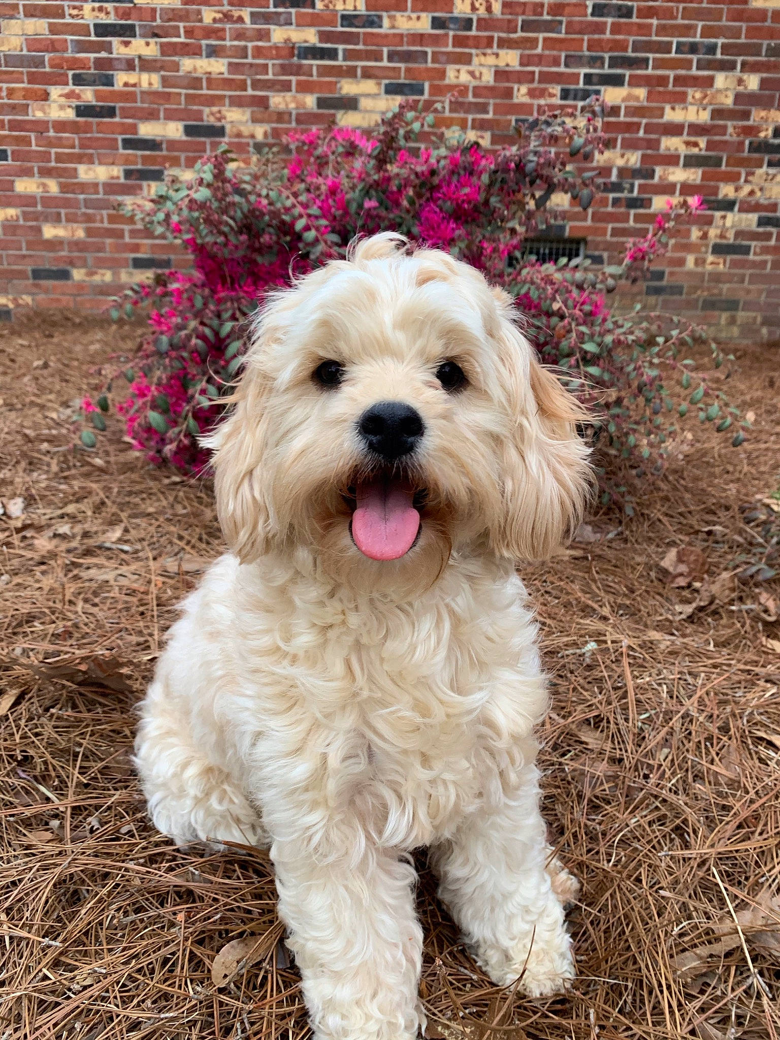 Brynn joined the competition — help win amazing prizes! brick, brickwork, carnivore, companion_dog, dog, dog_breed, dog_collar, dog_supply, flower, fur, grass, plant, small_terrier, snout, soil, sporting_group, terrier, toy_dog, water_dog, working_animal