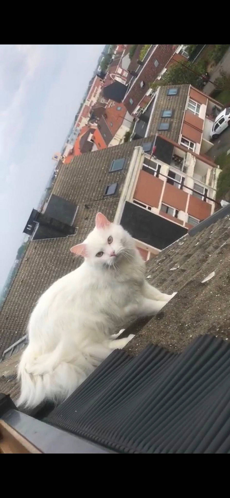 Hulko participe au concours pour gagner de l'argent avec cette photo : canidae, carnivore, cat, fawn, felidae, japanese_spitz, pomeranian, ragdoll, roof, small_to_medium_sized_cats, tail, turkish_angora, turkish_van, whiskers